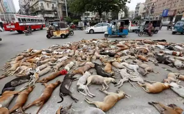 Hundreds of stray dogs poisoned in Pakistan